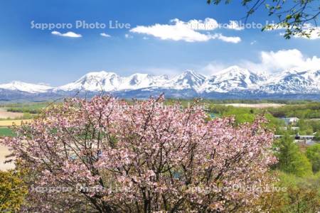 十勝岳連峰と桜