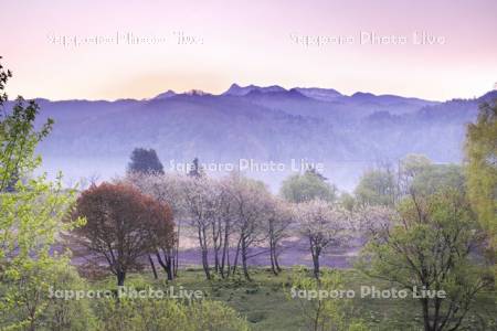 夕張山地と朝のシューパロ湖と桜