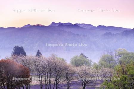 夕張山地と朝のシューパロ湖と桜