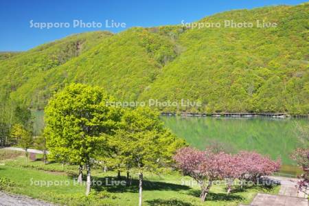 オタルナイ湖の新緑と桜