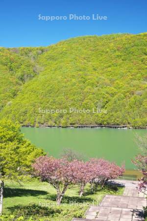 オタルナイ湖の新緑と桜