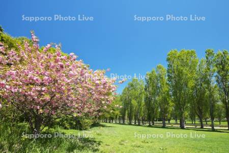 前田森林公園と桜