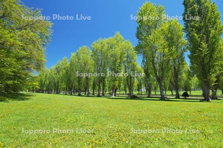 前田森林公園とタンポポ