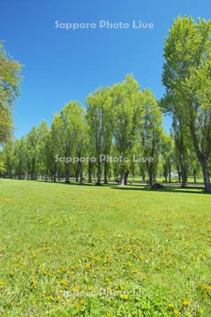 前田森林公園とタンポポ