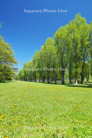 前田森林公園とタンポポ