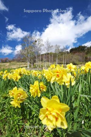 玉川公園のスイセン