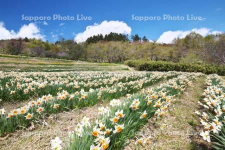 玉川公園のスイセン