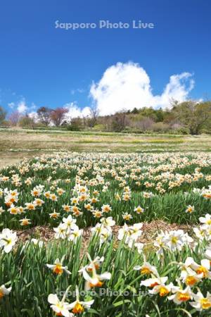玉川公園のスイセン