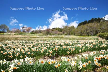 玉川公園のスイセン