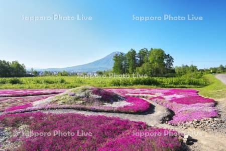 三島さんの芝ざくら庭園と羊蹄山