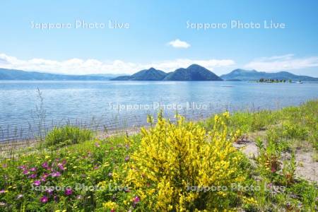 洞爺湖と中島と野の花