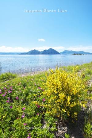 洞爺湖と中島と野の花