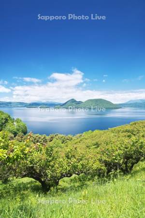 壮瞥公園の梅林と洞爺湖と中島