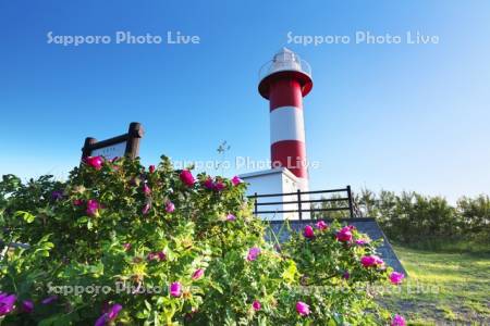 石狩灯台とハマナスの花