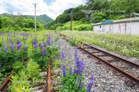 金山駅（廃駅）と線路とルピナス