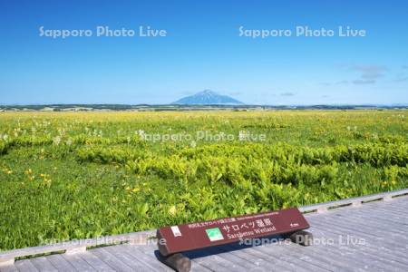サロベツ湿原のエゾカンゾウと利尻島