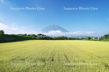 羊蹄山と麦畑