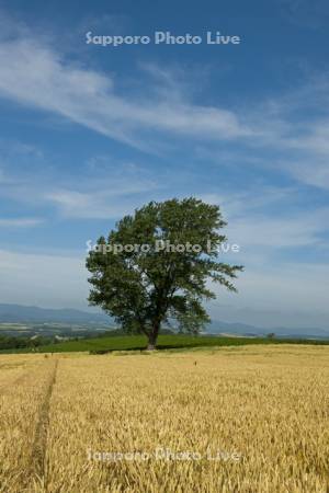 小麦畑と哲学の木（撤去前）