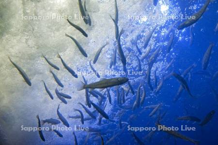 山の水族館