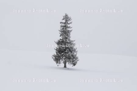 クリスマスツリーの木雪降り