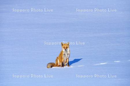 キタキツネ