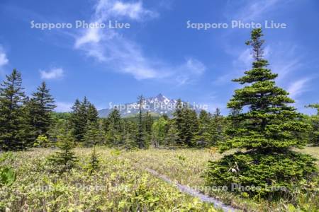 南浜湿原と利尻山