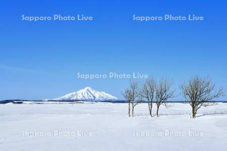 雪原と利尻富士