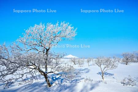 サロベツ原野霧氷