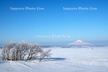 霧氷のサロベツ原野