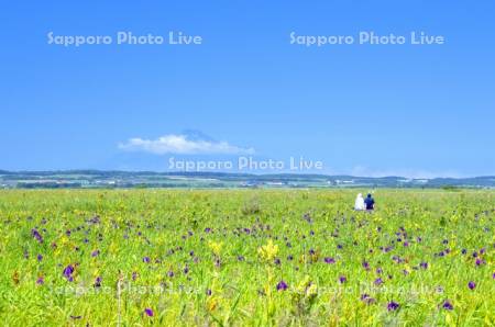 サロベツ原生花園　菖蒲