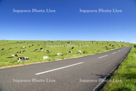 豊富町大規模草地育成牧場