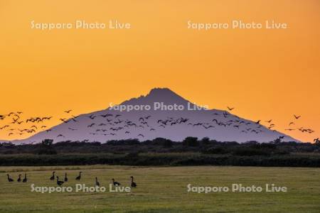 利尻富士夕景とオオヒシクイ