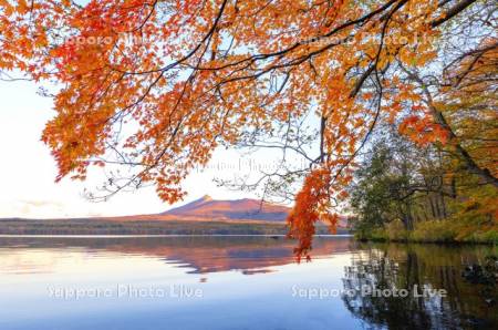 大沼の紅葉と朝焼けの駒ヶ岳