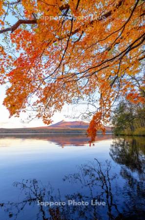 大沼の紅葉と朝焼けの駒ヶ岳