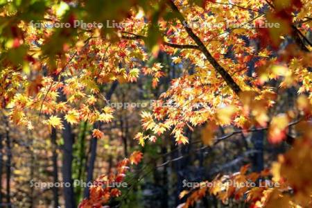 大沼公園の紅葉