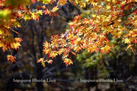 大沼公園の紅葉