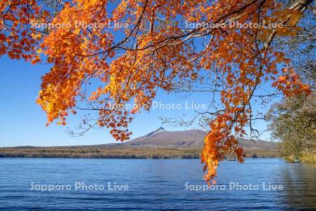 大沼の紅葉と駒ヶ岳