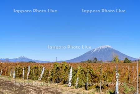 長芋畑と羊蹄山