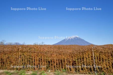 長芋畑と羊蹄山