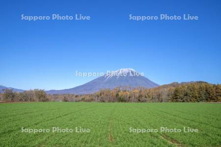 秋蒔き小麦と羊蹄山