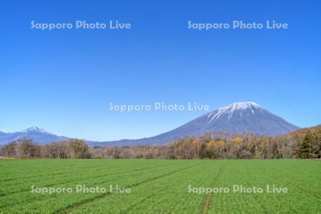 秋蒔き小麦と羊蹄山