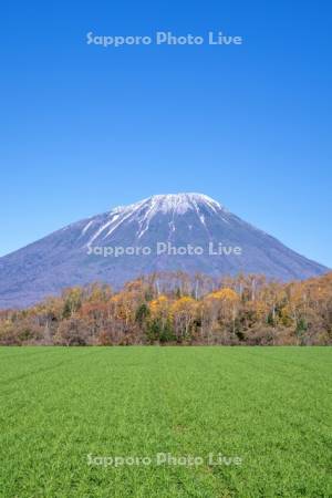 秋蒔き小麦と羊蹄山