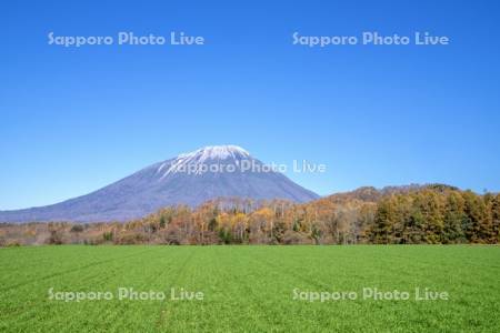 秋蒔き小麦と羊蹄山