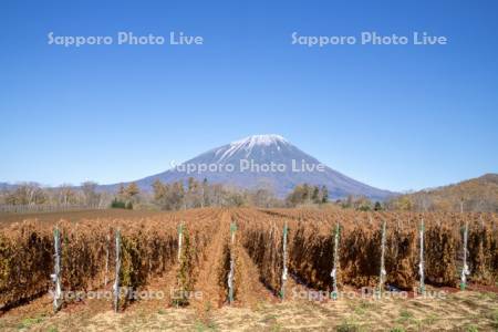 長芋畑と羊蹄山