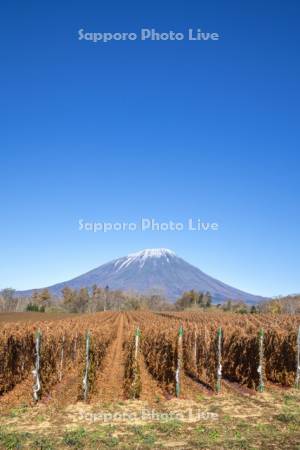 長芋畑と羊蹄山