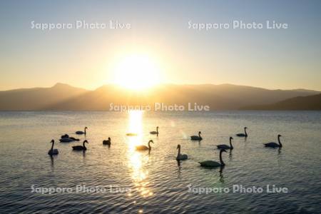 屈斜路湖のハクチョウと夕日