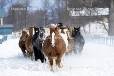 十勝牧場の馬追い運動