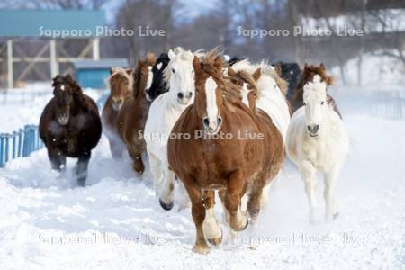 十勝牧場の馬追い運動