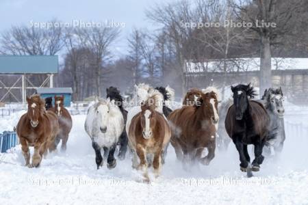 十勝牧場の馬追い運動