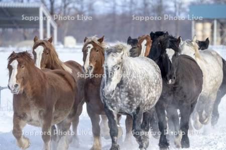 十勝牧場の馬追い運動